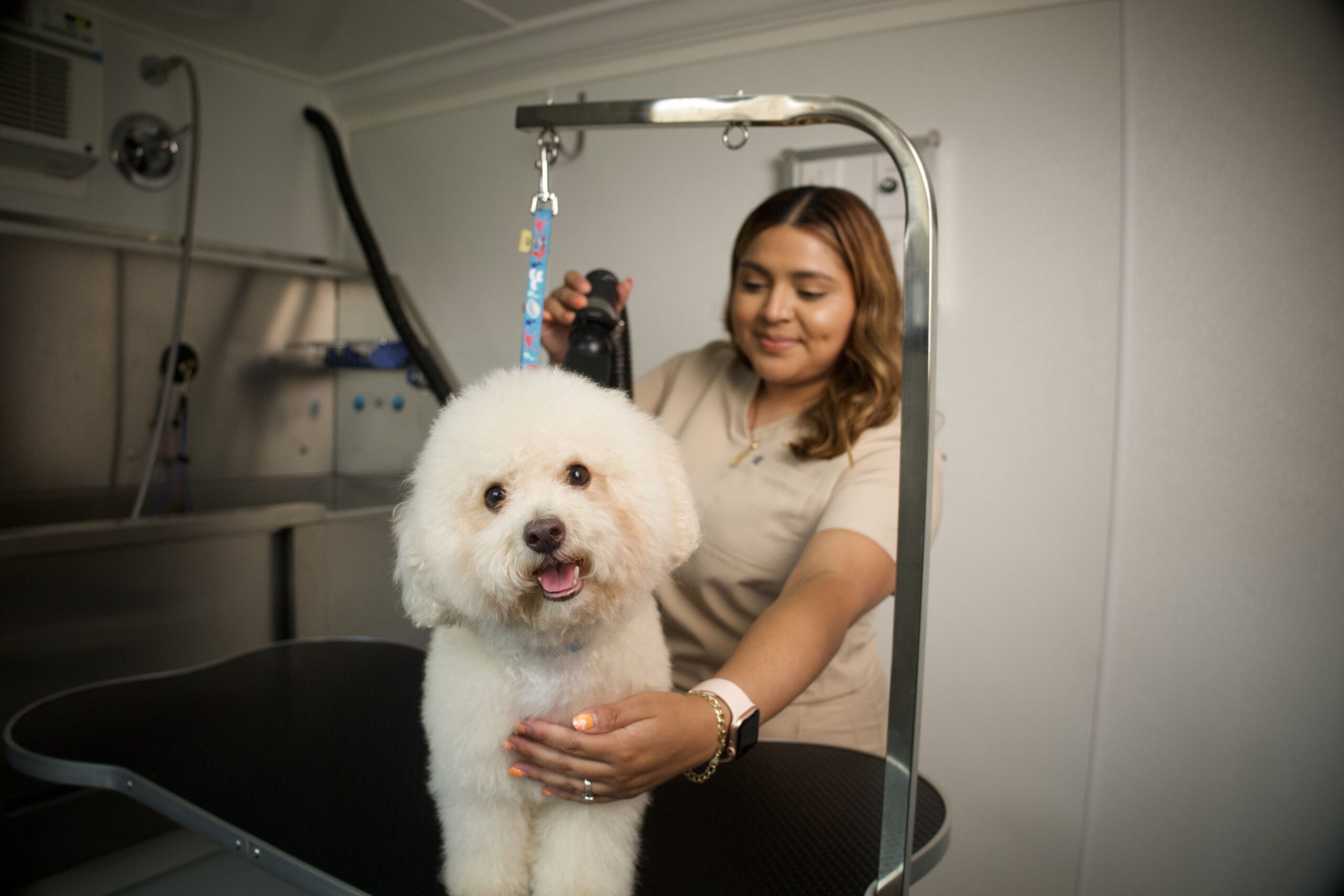A calm dog being gently handled during a one-on-one grooming appointment