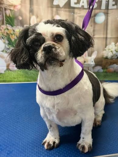 Freshly groomed dog after a full grooming appointment