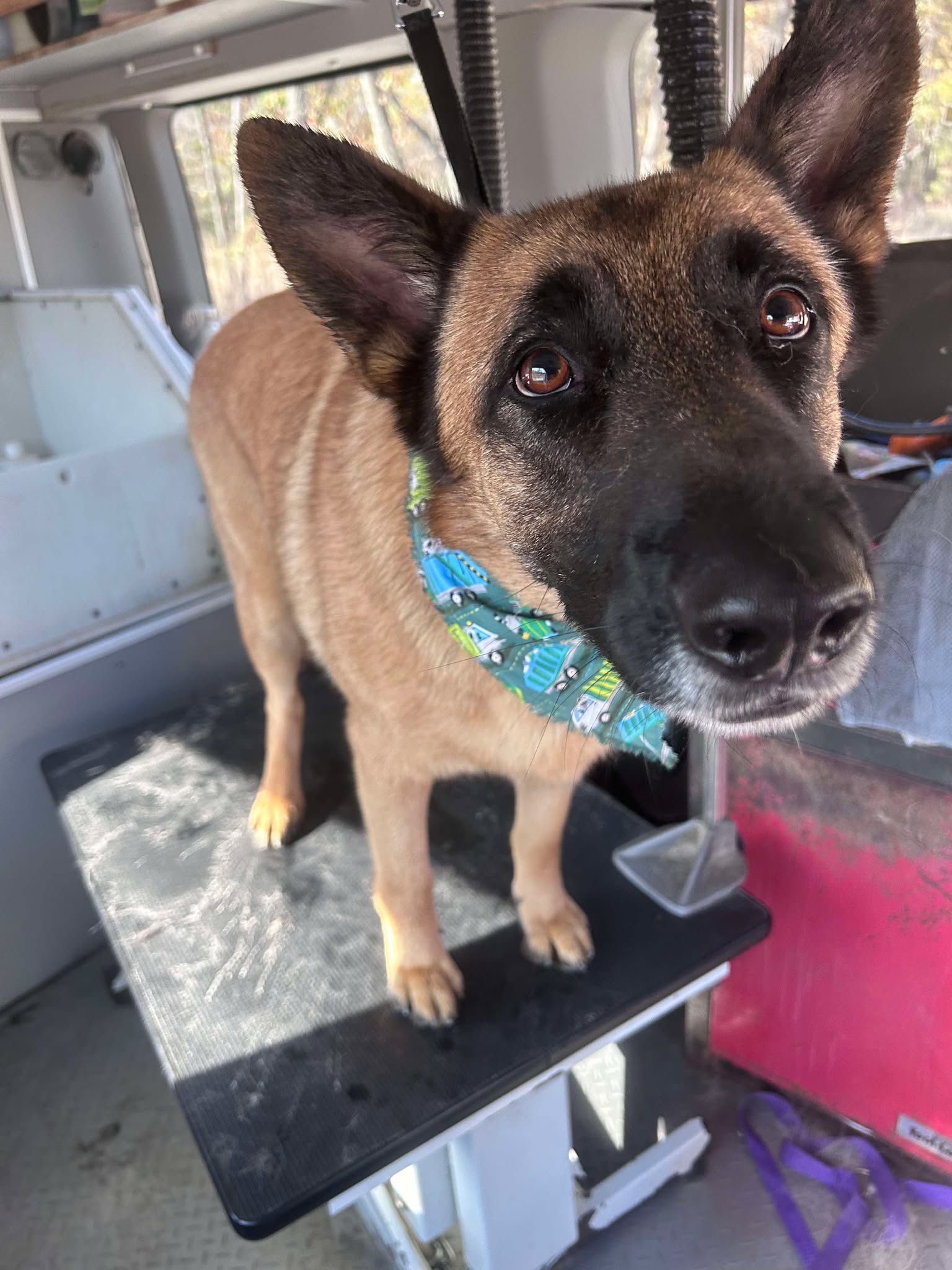 Dog with a clean, polished coat after grooming