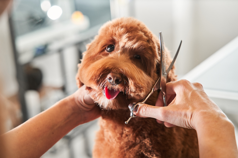 A happy dog getting groomed during a mobile dog grooming appointment