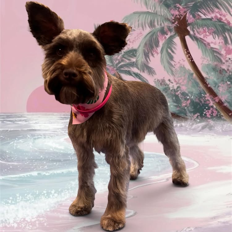 Freshly groomed small terrier standing in front of a pastel pink tropical background