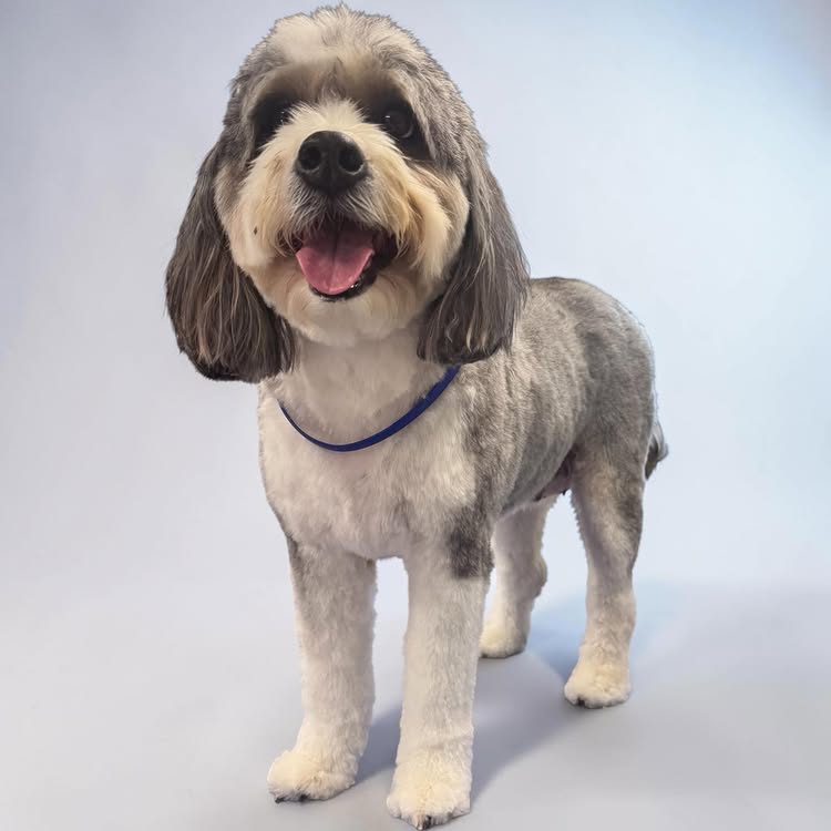 Freshly groomed black and white dog smiling against a pale blue studio backdrop