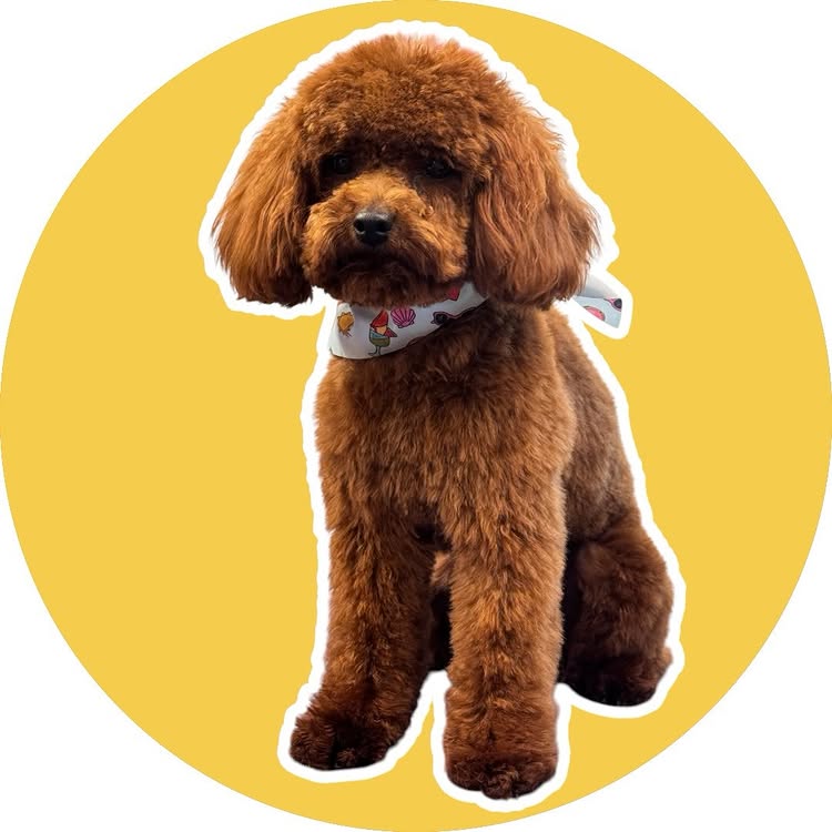 Freshly groomed reddish poodle sitting in front of a yellow circular background