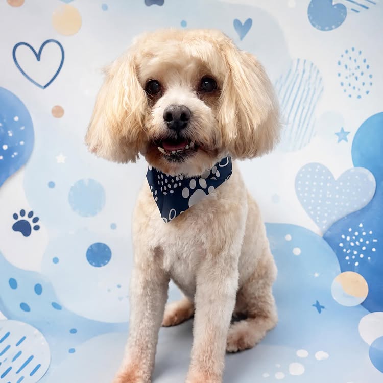Freshly groomed cream-colored dog wearing a blue bandana in front of a playful blue background
