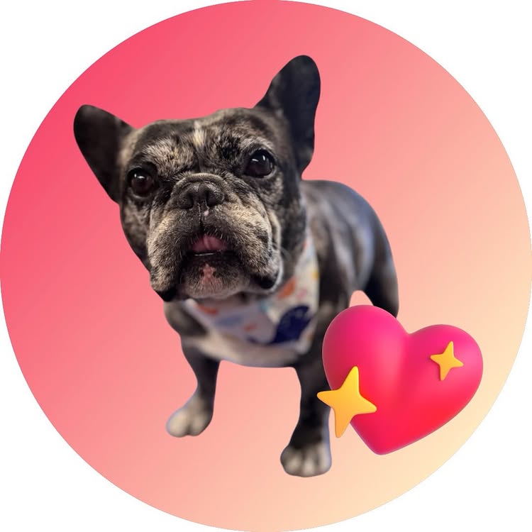 Freshly groomed French bulldog in front of a pink gradient circle with a heart graphic