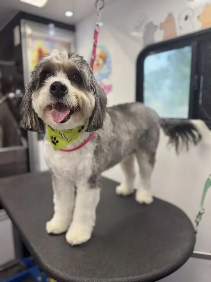 Freshly groomed gray and white dog smiling on a grooming table