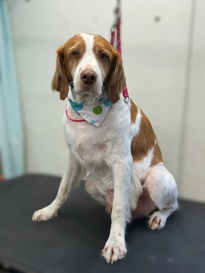 Freshly groomed brown and white dog sitting calmly after grooming