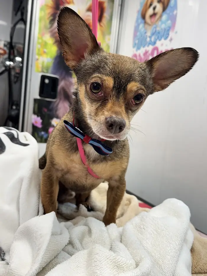 Freshly groomed small dog with large ears wearing a bow tie