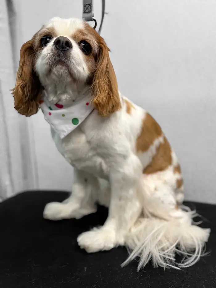 Freshly groomed white and tan spaniel sitting on a grooming table