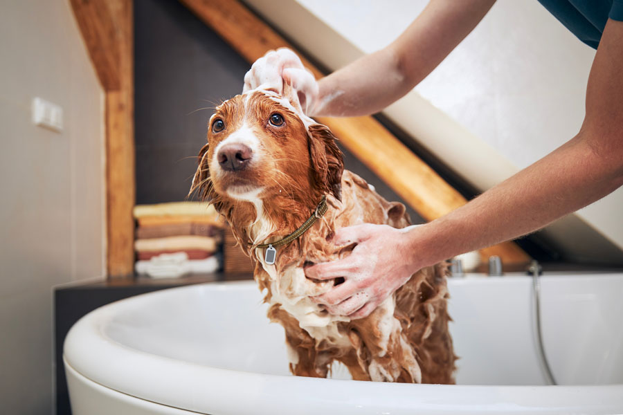 A dog getting a bath during a bath and brush grooming service