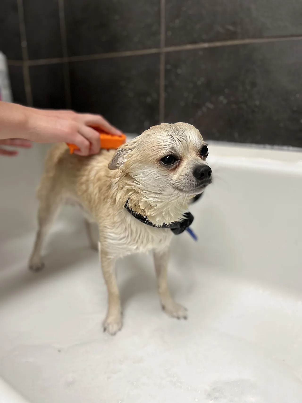 A small dog getting a de-shed grooming treatment in the bath