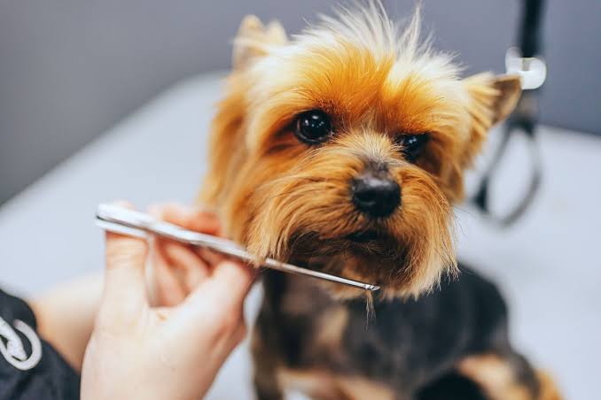 A small dog getting a face tidy-up trim during grooming