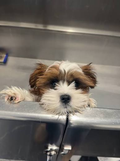 A small puppy during a puppy intro grooming appointment