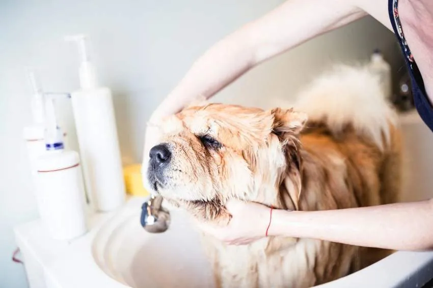 A dog enjoying a spa-style wash during a grooming add-on treatment